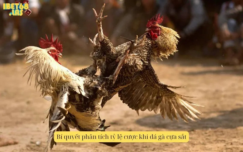 Bí quyết phân tích tỷ lệ cược khi đá gà cựa sắt