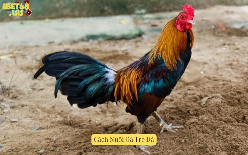Cách Nuôi Gà Tre Đá
