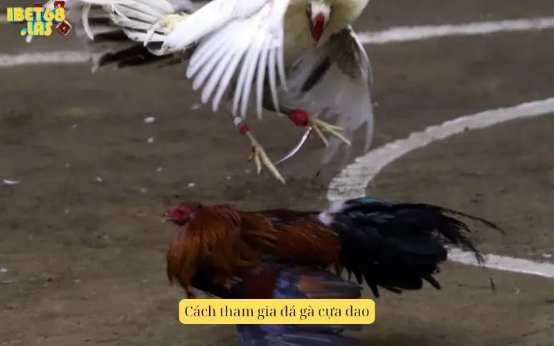 Cách tham gia đá gà cựa dao