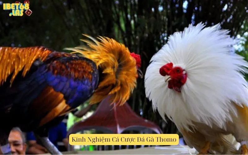Kinh Nghiệm Cá Cược Đá Gà Thomo