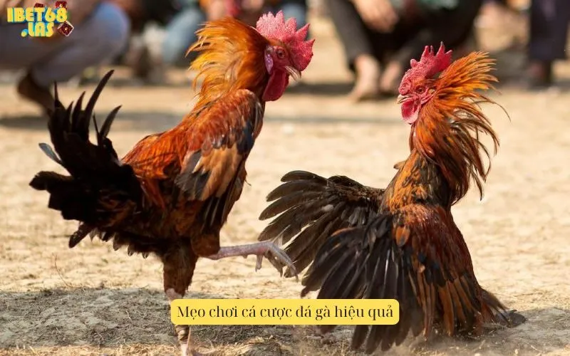 Mẹo chơi cá cược đá gà hiệu quả