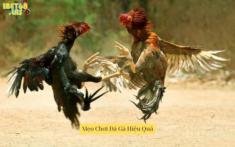 Mẹo Chơi Đá Gà Hiệu Quả