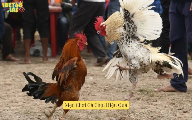 Mẹo Chơi Gà Chọi Hiệu Quả