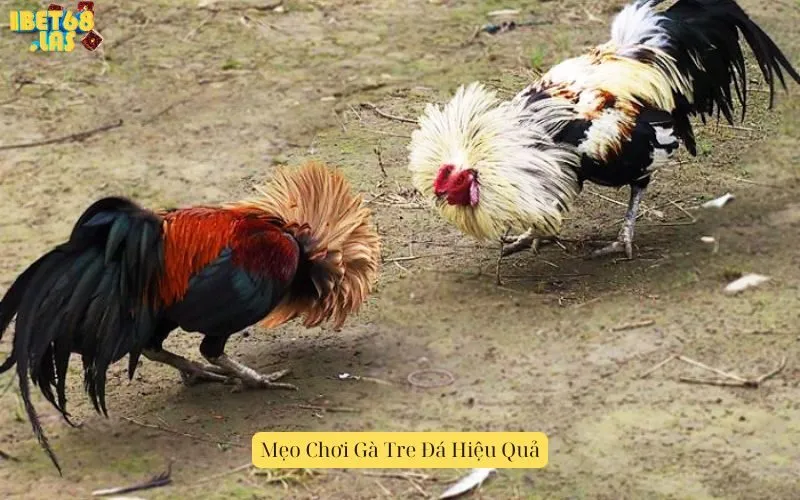 Mẹo Chơi Gà Tre Đá Hiệu Quả