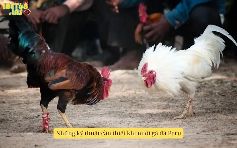 Những kỹ thuật cần thiết khi nuôi gà đá Peru